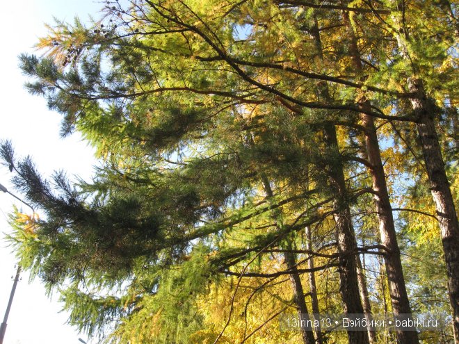 Урок осени, посвящённый ДНЮ УЧИТЕЛЯ