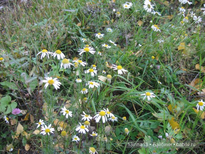 Урок осени, посвящённый ДНЮ УЧИТЕЛЯ