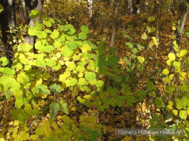 Урок осени, посвящённый ДНЮ УЧИТЕЛЯ