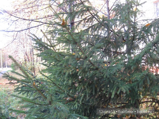 Урок осени, посвящённый ДНЮ УЧИТЕЛЯ