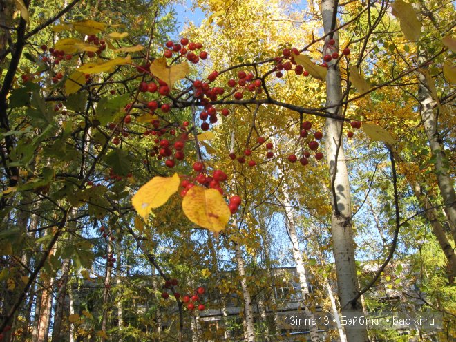 Урок осени, посвящённый ДНЮ УЧИТЕЛЯ