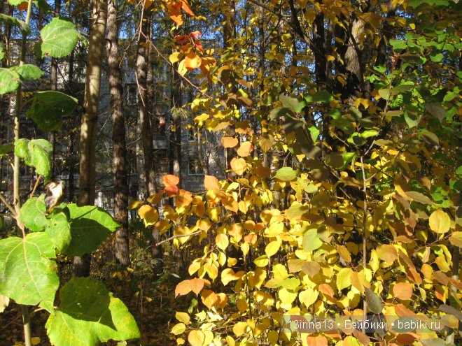 Урок осени, посвящённый ДНЮ УЧИТЕЛЯ