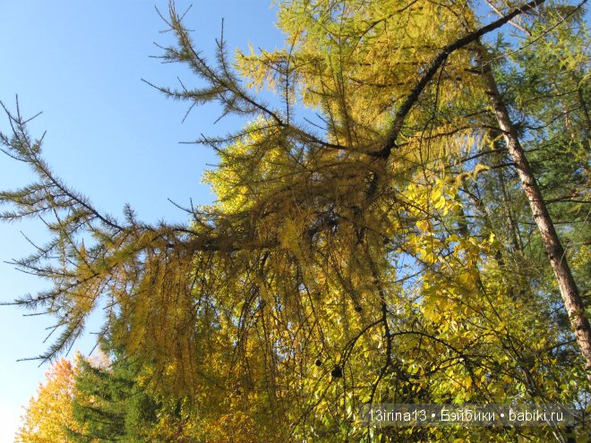 Урок осени, посвящённый ДНЮ УЧИТЕЛЯ