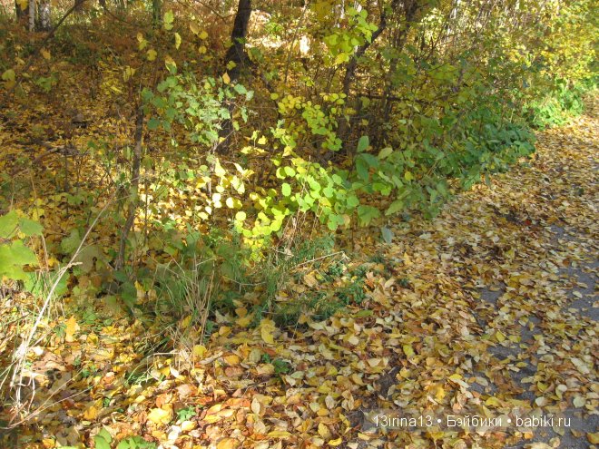 Урок осени, посвящённый ДНЮ УЧИТЕЛЯ (фото 6)