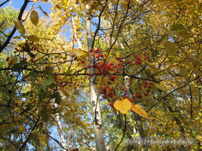 Урок осени, посвящённый ДНЮ УЧИТЕЛЯ