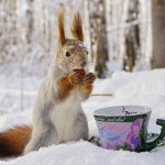 Забавные обитатели зимнего леса