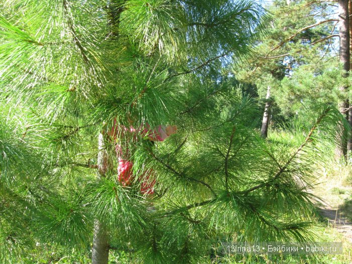 В тиши Сибирского августовского леса, 1 часть
