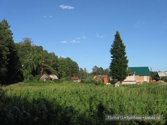 В тиши Сибирского августовского леса, 1 часть (фото 5)