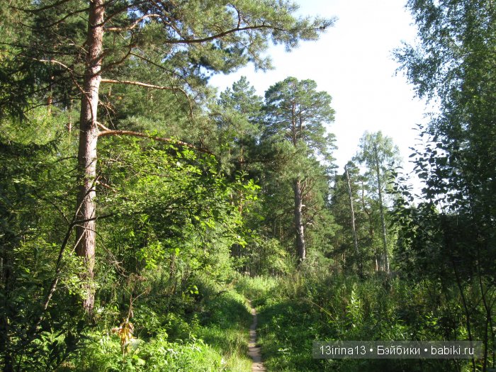 В тиши Сибирского августовского леса, 1 часть (фото 7)