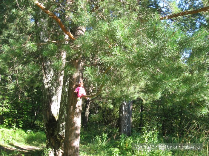 В тиши Сибирского августовского леса, 1 часть