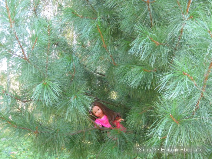 В тиши Сибирского августовского леса, 1 часть