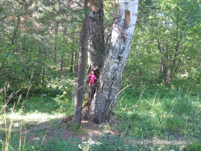 В тиши Сибирского августовского леса, 1 часть
