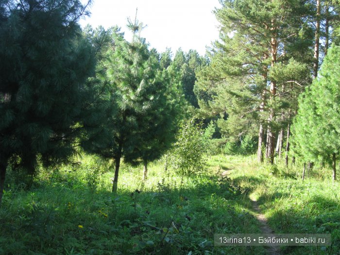 В тиши Сибирского августовского леса, 1 часть (фото 3)
