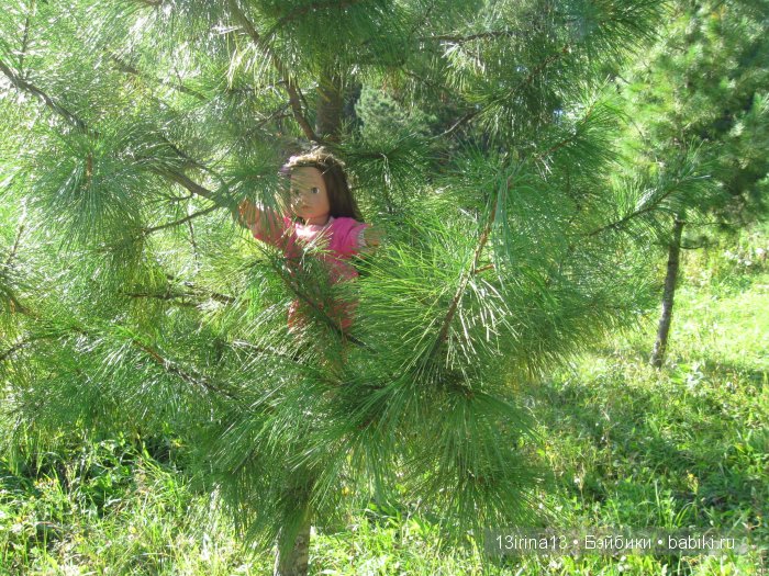 В тиши Сибирского августовского леса, 1 часть