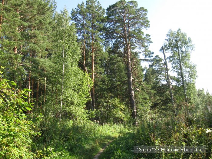 В тиши Сибирского августовского леса, 1 часть (фото 2)