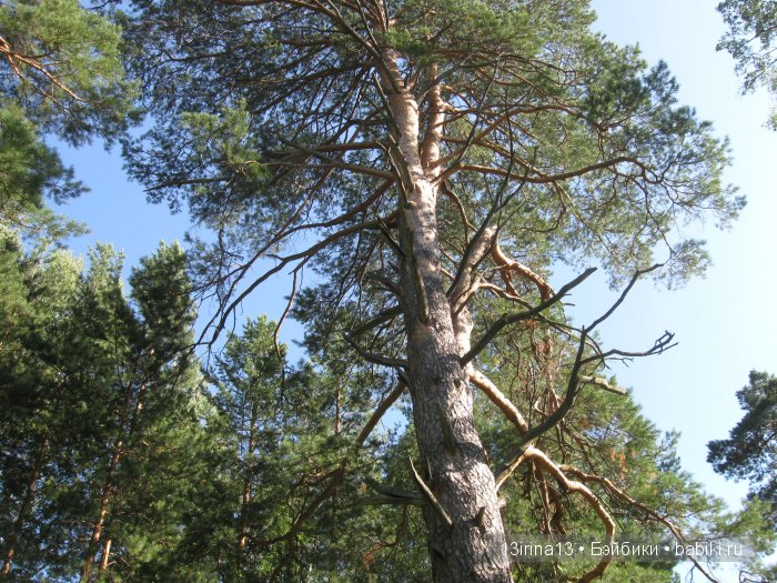 В тиши Сибирского августовского леса, 1 часть (фото 6)