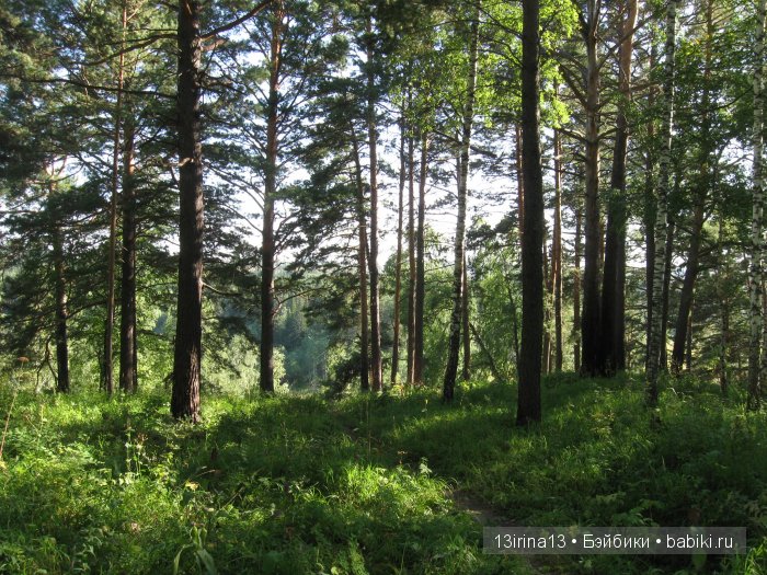 В тиши Сибирского августовского леса, 1 часть (фото 4)