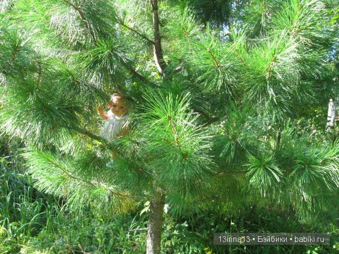 В тиши Сибирского августовского леса, 2 часть