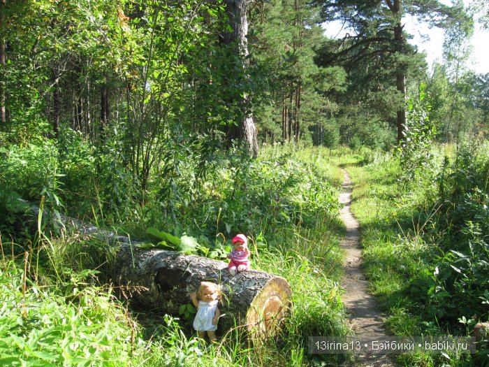 В тиши Сибирского августовского леса, 2 часть
