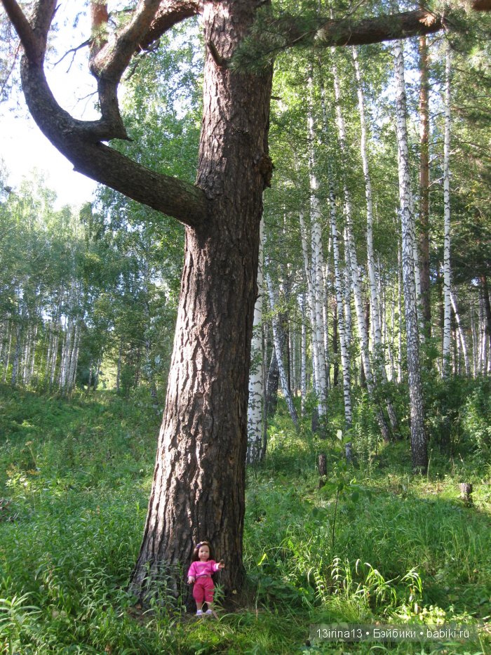 В тиши Сибирского августовского леса, 1 часть