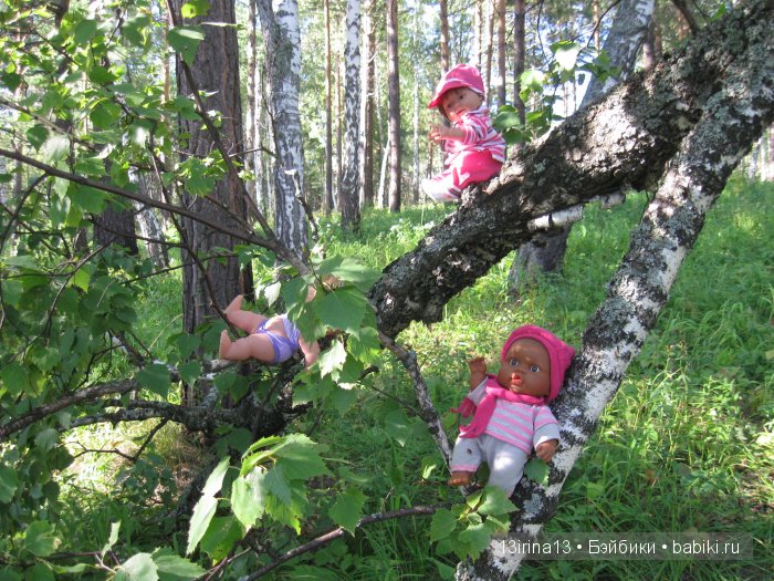 В тиши Сибирского августовского леса, 2 часть