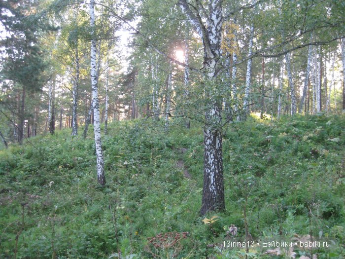 В тиши Сибирского августовского леса, 2 часть (фото 3)