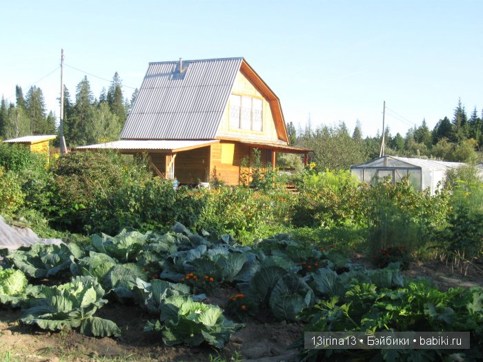 В тиши Сибирского августовского леса, 2 часть