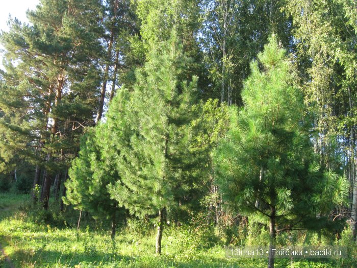 В тиши Сибирского августовского леса, 2 часть (фото 9)