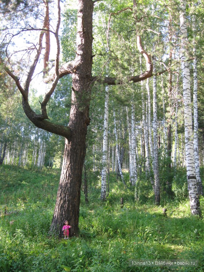 В тиши Сибирского августовского леса, 1 часть