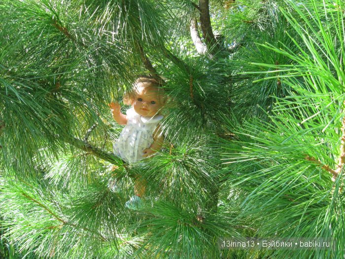 В тиши Сибирского августовского леса, 2 часть
