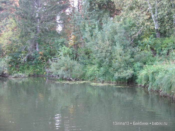 В тиши Сибирского августовского леса, 2 часть
