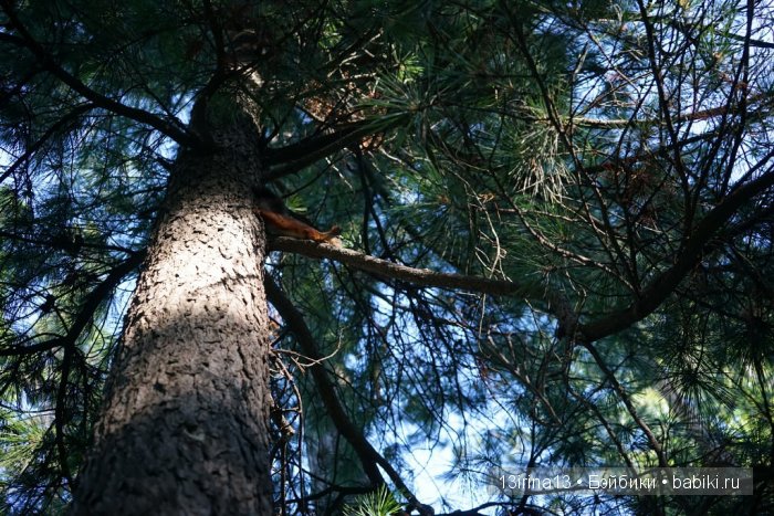 В тиши Сибирского августовского леса, 1 часть