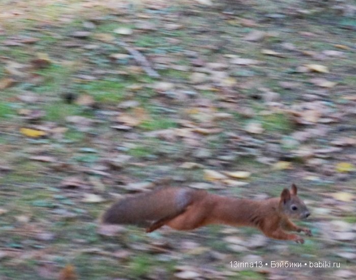 В тиши Сибирского августовского леса, 1 часть