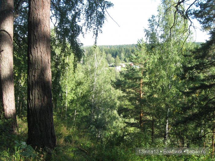 В тиши Сибирского августовского леса, 2 часть (фото 8)