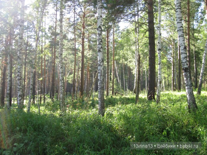 В тиши Сибирского августовского леса, 2 часть (фото 4)