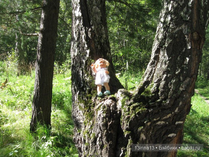 В тиши Сибирского августовского леса, 2 часть