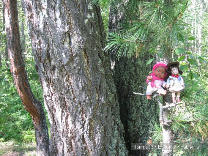 В тиши Сибирского августовского леса, 2 часть