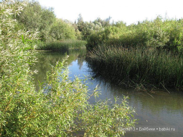 В тиши Сибирского августовского леса, 1 часть