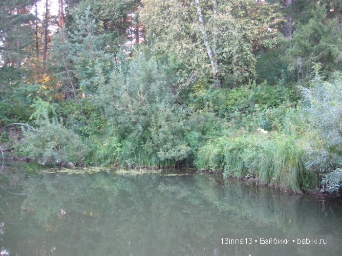 В тиши Сибирского августовского леса, 2 часть