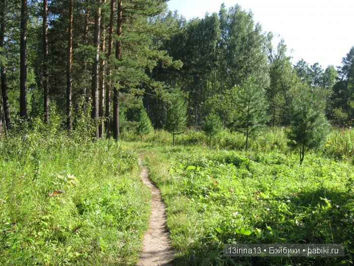В тиши Сибирского августовского леса, 2 часть