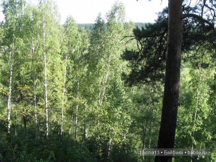 В тиши Сибирского августовского леса, 2 часть (фото 5)