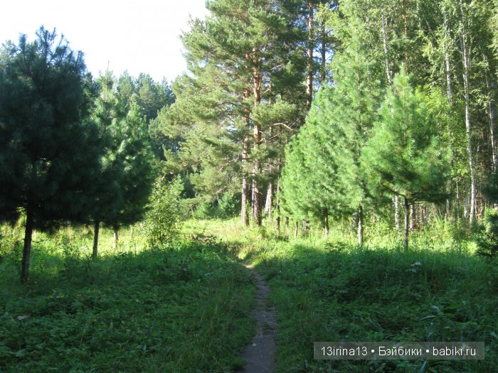 В тиши Сибирского августовского леса, 2 часть (фото 10)