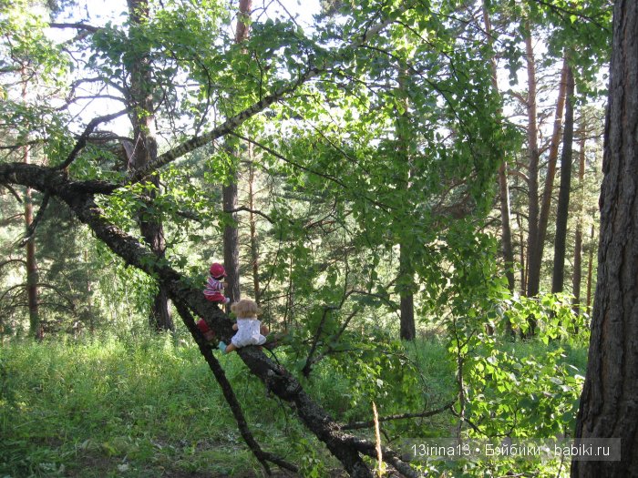 В тиши Сибирского августовского леса, 2 часть