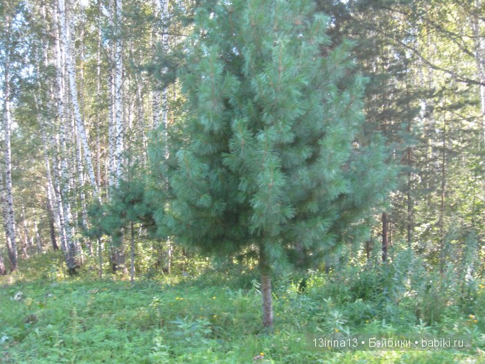 В тиши Сибирского августовского леса, 2 часть