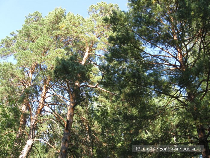 В тиши Сибирского августовского леса, 1 часть