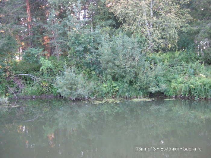 В тиши Сибирского августовского леса, 2 часть