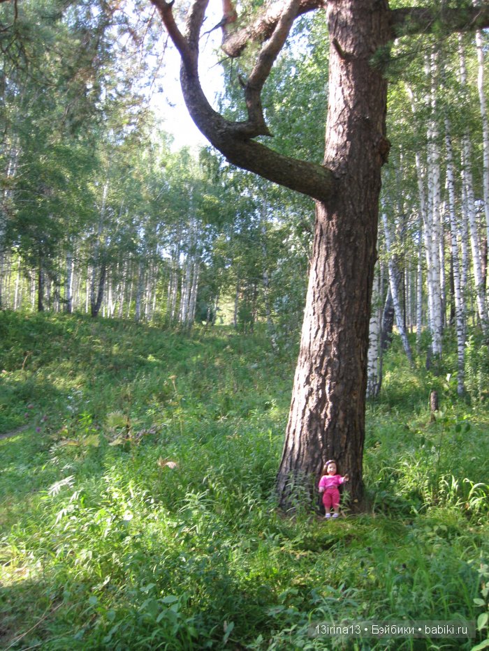 В тиши Сибирского августовского леса, 1 часть
