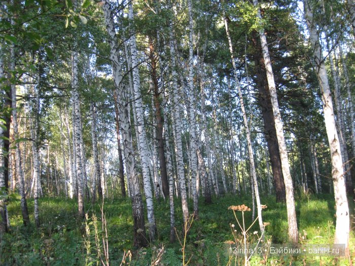 В тиши Сибирского августовского леса, 2 часть (фото 2)