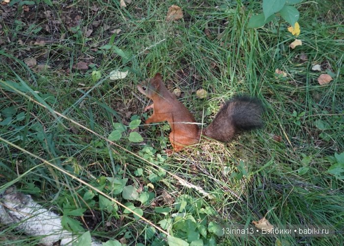 В тиши Сибирского августовского леса, 1 часть