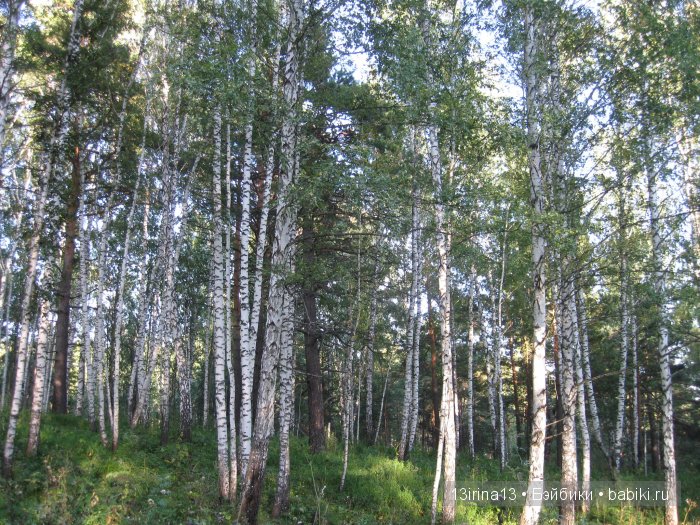 В тиши Сибирского августовского леса, 2 часть